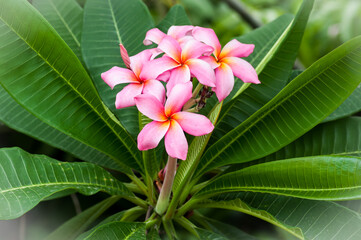 pink frangipani flower