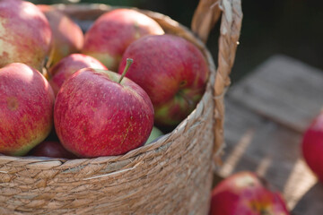 A wicker basket full of fresh fruit. Basket with red apples. Beautiful sunlight. Autumn harvest, harvesting or harvesting.