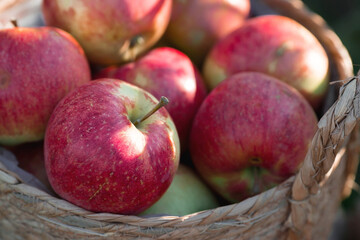 A wicker basket full of fresh fruit. Basket with red apples. Beautiful sunlight. Autumn harvest, harvesting or harvesting.