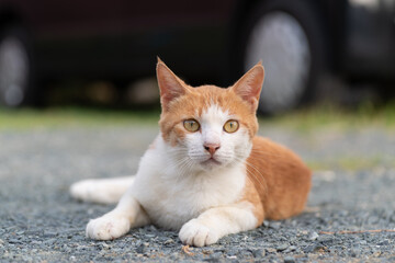 見つめる猫　茶トラ白