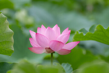 Obraz premium 蓮の花