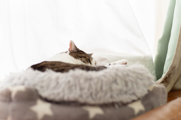 眠る猫　キジトラ白