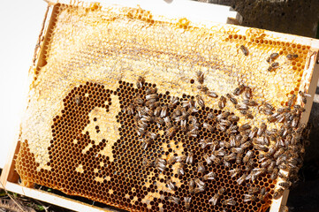 ramka z miodem i pszczołami - obrazy, fototapety, plakaty