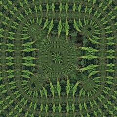 bush and hedge pattern and design with bright new growth against darker evergreen background