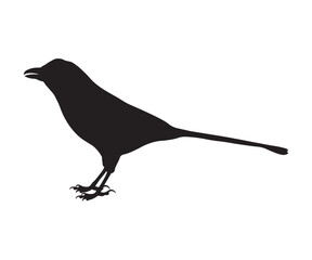 shadow,silhouette of a magpie