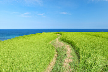 夏の白米千枚田　石川県輪島市　8月
