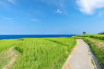 夏の白米千枚田　石川県輪島市　8月