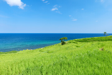 夏の白米千枚田　石川県輪島市　8月