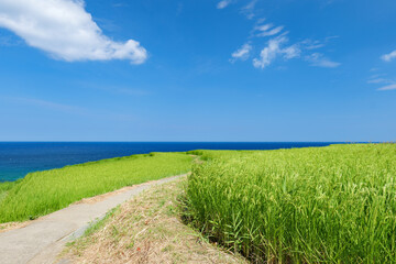 夏の白米千枚田　石川県輪島市　8月