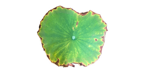 Naklejka na ściany i meble Isolated waterlily or lotus leaf and plants.