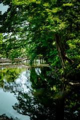 湖/橋/木/Lake/bridge/tree