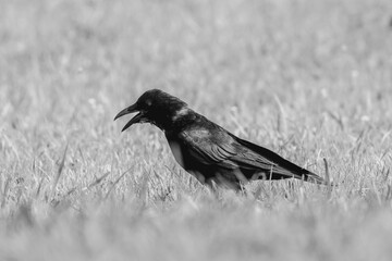 Crow/カラス/烏