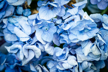 紫陽花/アジサイ/Purple Sunflower