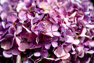 紫陽花/アジサイ/Purple Sunflower