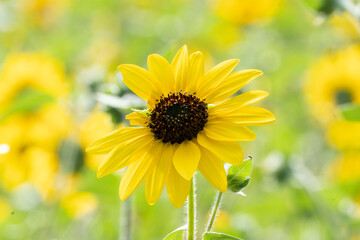 ひまわり/sunflower (Helianthus annuus)/向日葵