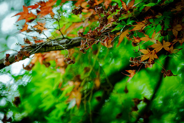 紅葉/leaves changing color