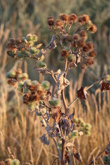 big Burdock