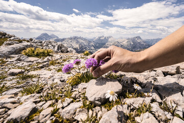 Hand of young woman is picking up flowers along a hiking trail in Dolomite mountains in the...