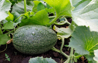 Melon grows on a bed in leaves.