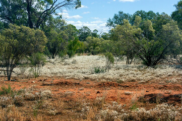 Outback landscape with spring wildflower carpet of white paper daisies (coronidium elatum)