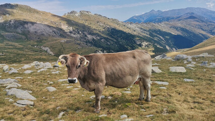 Vacas pastando en el Pirineo-Ganado vacuno