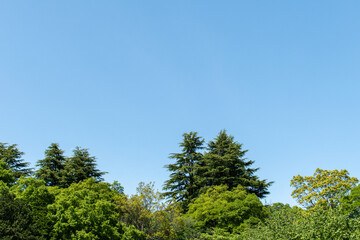 新緑と青空の広がる　のどかな風景　リラクゼーション　イメージ　風景素材　背景　日本　所沢　11