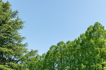 Fresh green and blue sky Idyllic landscape relaxation image landscape material background Japan Tokorozawa　新緑と青空の広がる　のどかな風景　リラクゼーション　イメージ　風景素材　背景　日本　所沢