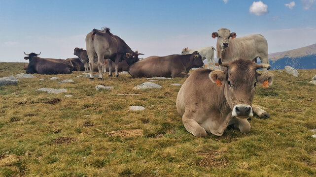 Vacas pastando en el Pirineo-Ganado vacuno