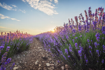 Bush of lavender at sunset.
