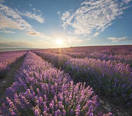 Fototapeta na wymiar Meadow of lavender at sunrise