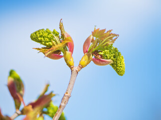 Spring bud of walnut Composition of nature.