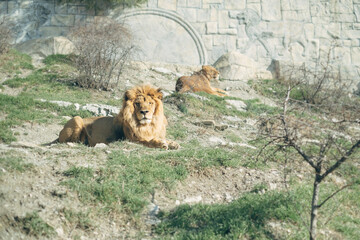 A lion and a lioness lie in an enclosure at the zoo. The lion looks at the camera.