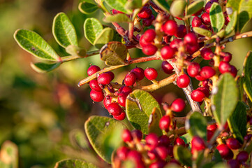 mastic gum tree and its fruit