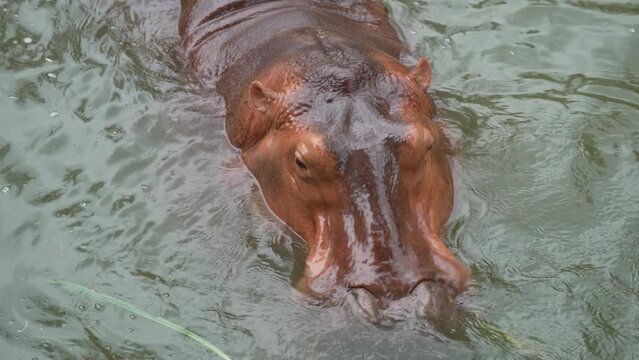 Hippopotamus animals in pond and  eating grass 