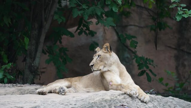 Big lion sitting on rock background