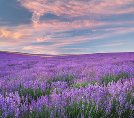 Fototapeta na wymiar Meadow of lavender at sunrise.