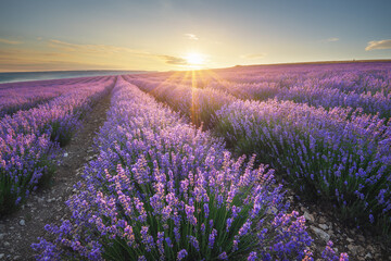 Fototapeta na wymiar Meadow of lavender at sunrise.
