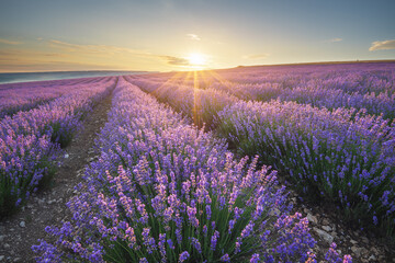 Meadow of lavender at sunrise. - 523158251