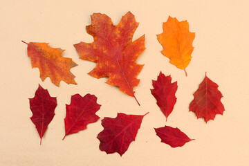 Bright autumn fallen leaves of red oak