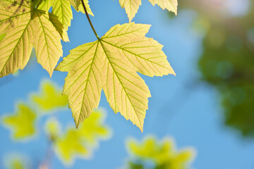 Green spring leaf of maple tree and beautiful bokeh background.