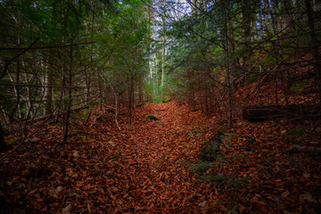 autumn picturesque atmospheric alley way with a lot of vivid orange falling leaves and evergreen pine trees, lonely trail for walking