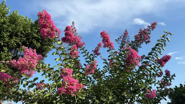 Lagerstroemia indica Crape-Myrtle ornamental shrub with pink flowers against blue sky and clouds.