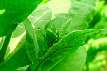 young shoots of tobacco grow on a tobacco bush. tobacco cultivation concept