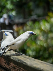 close up of a bird