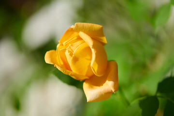 薔薇　ゴールデン・セレブレーション