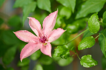 クレマチス　ピンク・ファンタジー