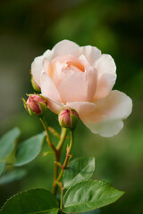 Obraz premium 薔薇 アンブリッジローズ