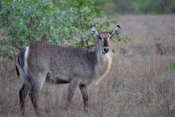 Wild Waterbuck