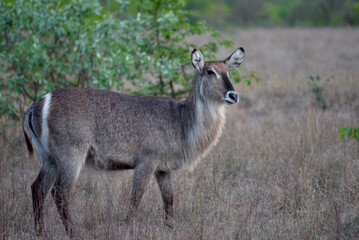 Wild Waterbuck