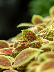 Fototapeta premium close up of a plant